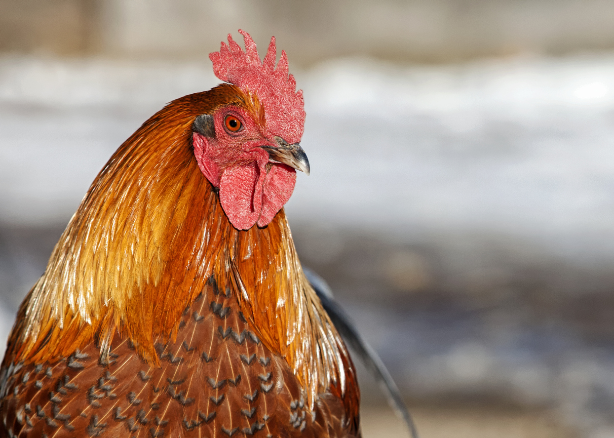 iStock-529005597 egg prices raising chickens Ameraucana chicken