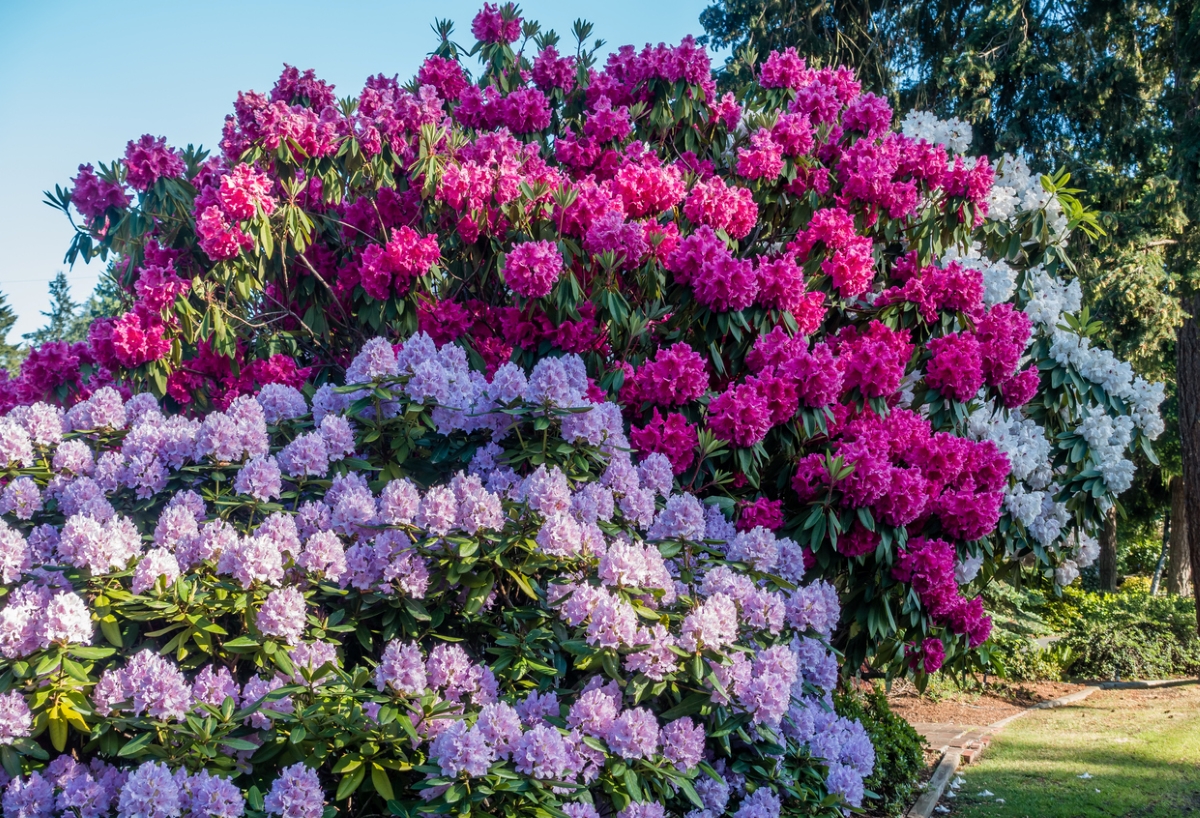 best shrubs for the front of the house - large rhododendron shrubs