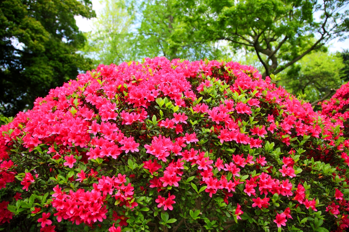 best shrubs for the front of the house - pink azalea bush
