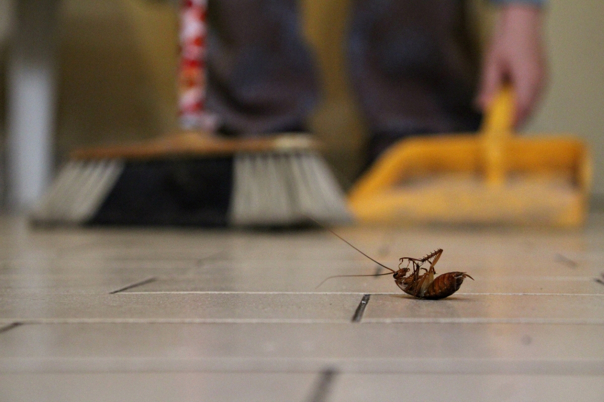 palmetto bug vs. cockroach - dead cockroach