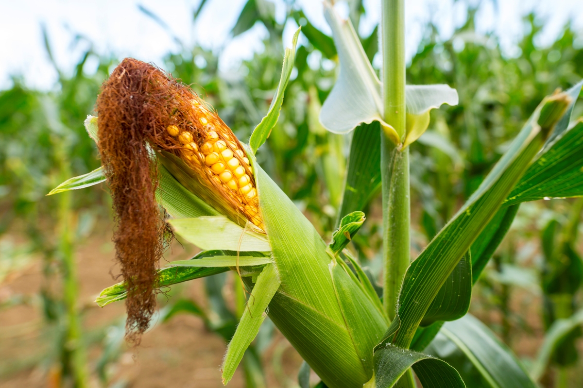how to grow corn - yellow corn on stalk