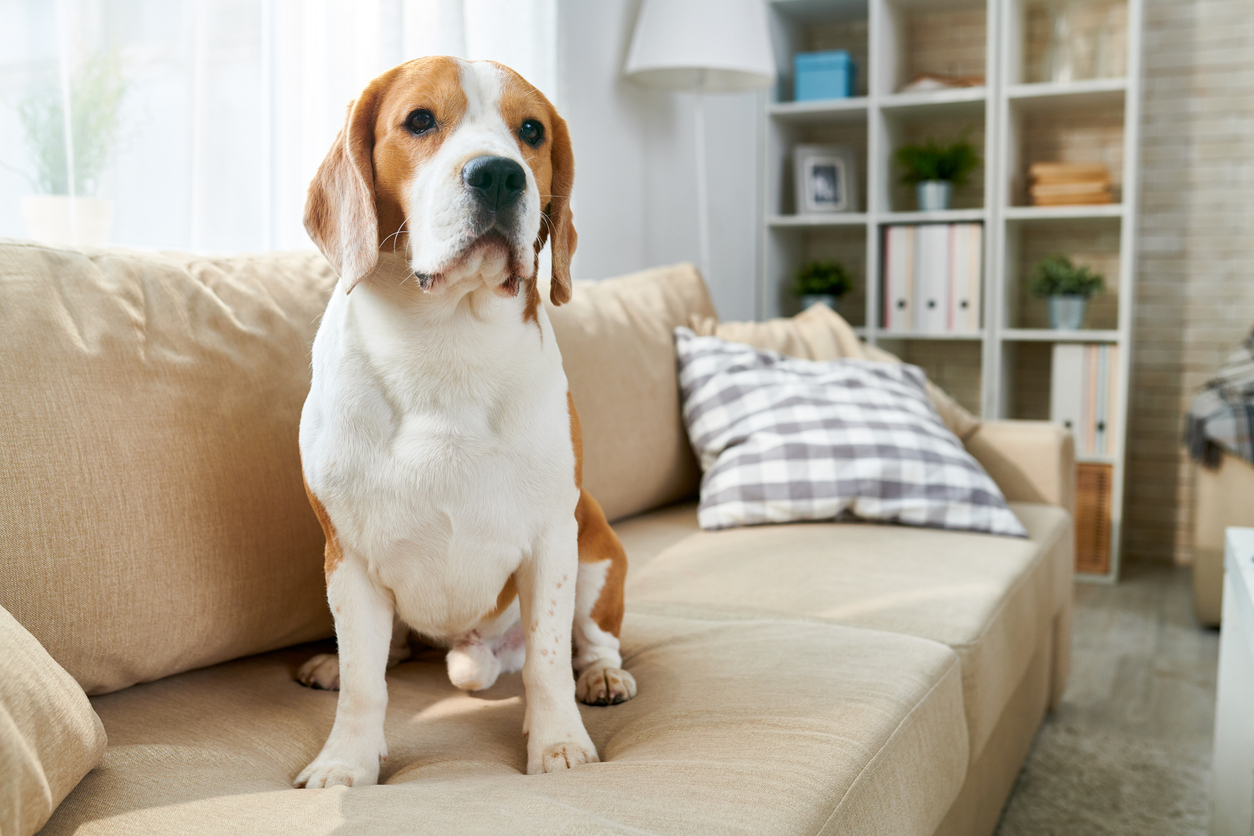 how to use oxiclean dog sitting on couch