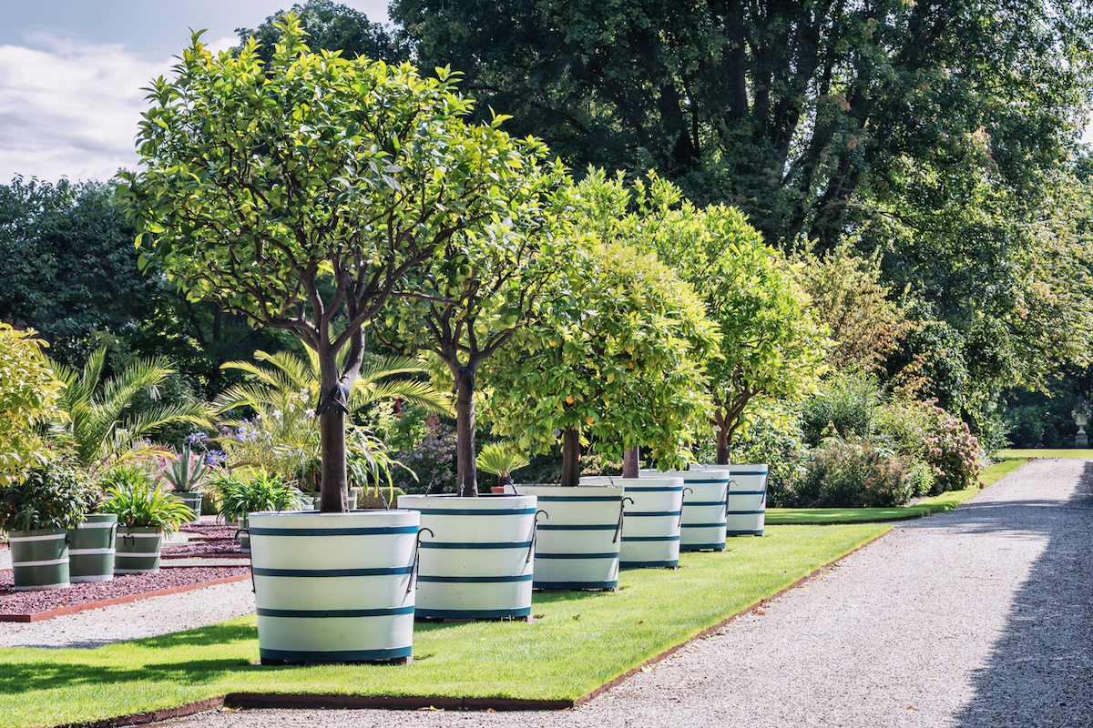 Potted trees line the middle of a garden to function as a fence.