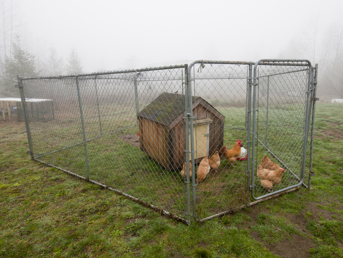 Chicken coop isolated within chain link fence