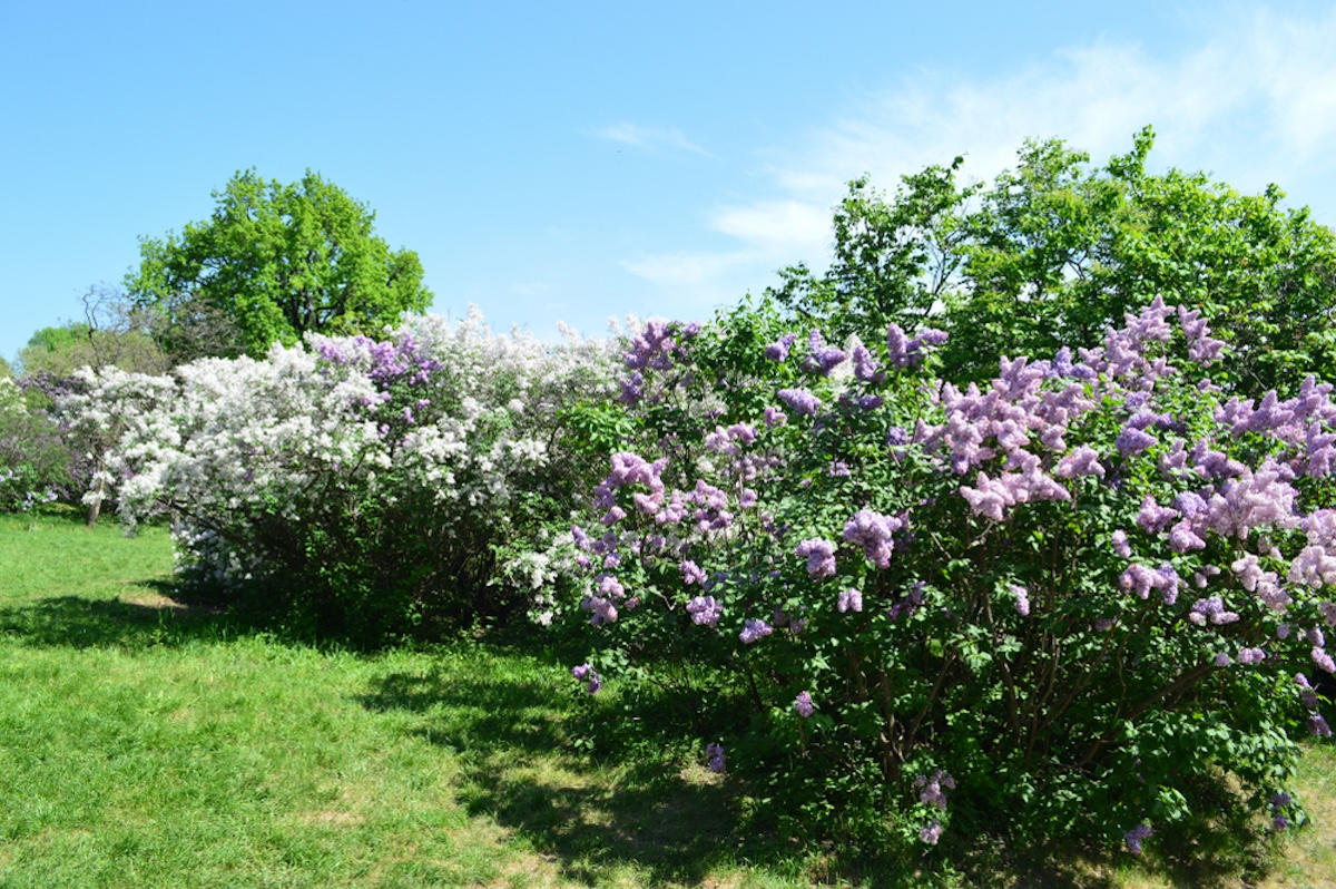 A garden with purple and white lilac bushes.
