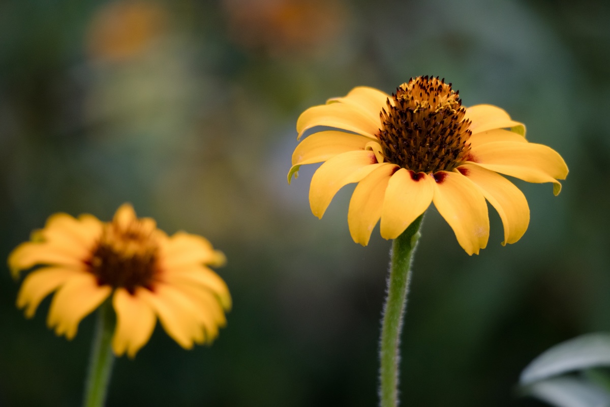Yellow native zinnias blooming with their pedals downward.