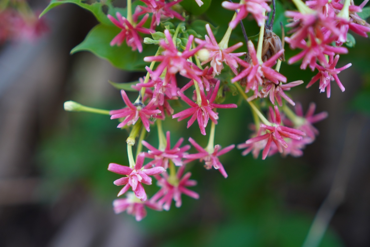 Pink honeysuckles blooming.