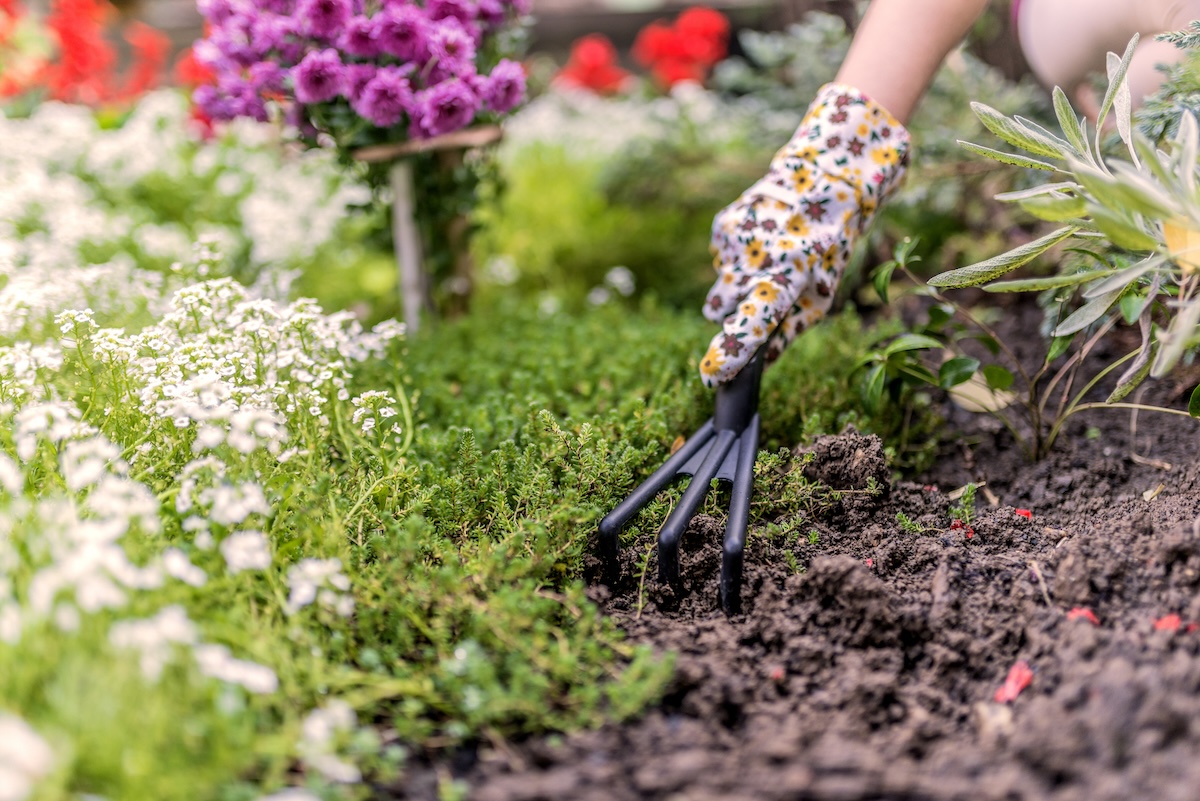 A person with a garden glove on uses a garden tool to plant ground cover plants.
