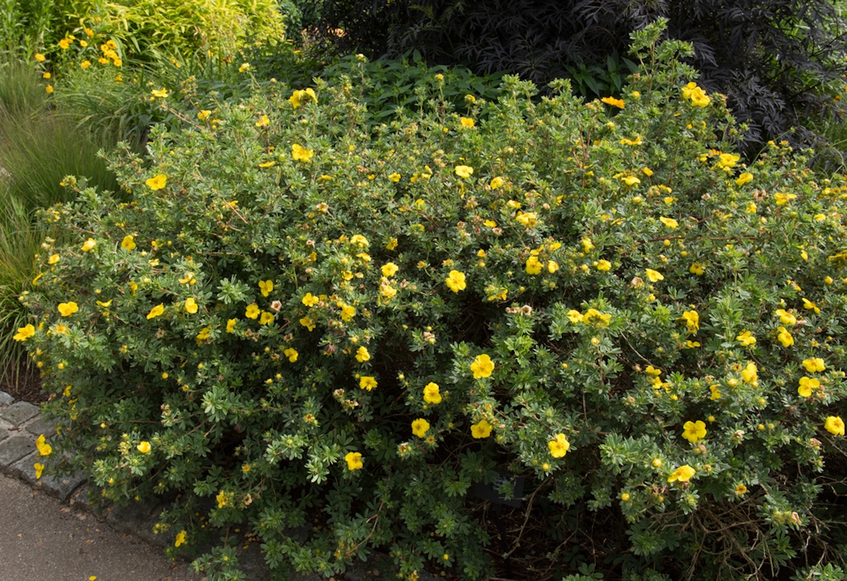 A large Potentilla bush with small yellow flowers.