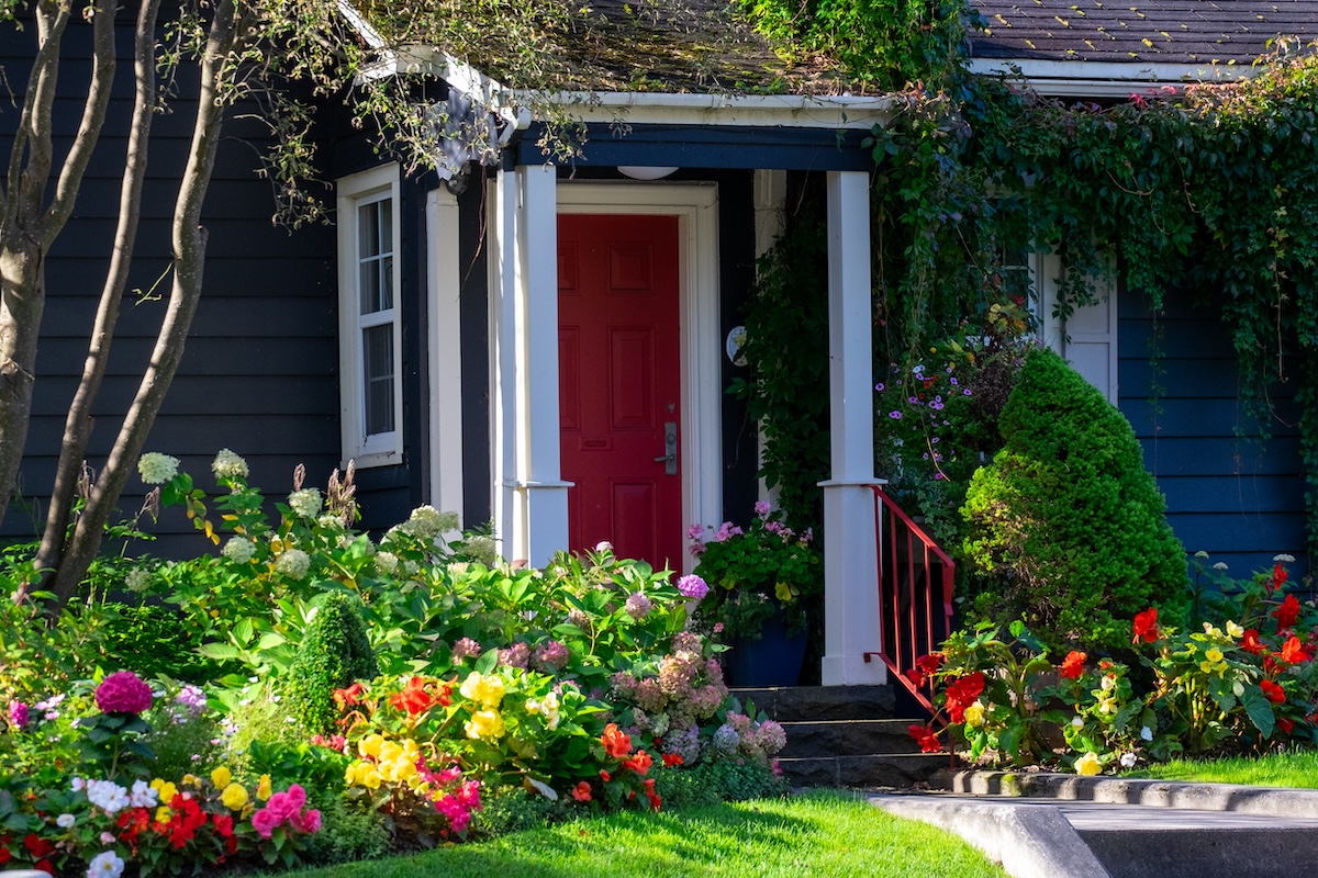 A red door on a navy house with several shrubs varieties planted out front.