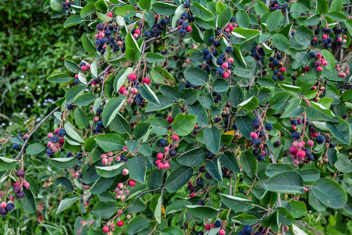 Purple and red berries grow from a Serviceberry bush.