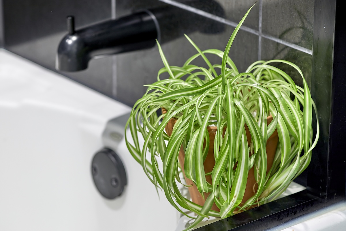 A potted spider plant on the edge of a shower tub.