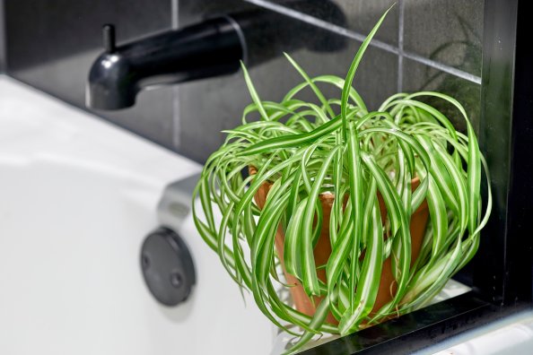 A potted spider plant on the edge of a shower tub.