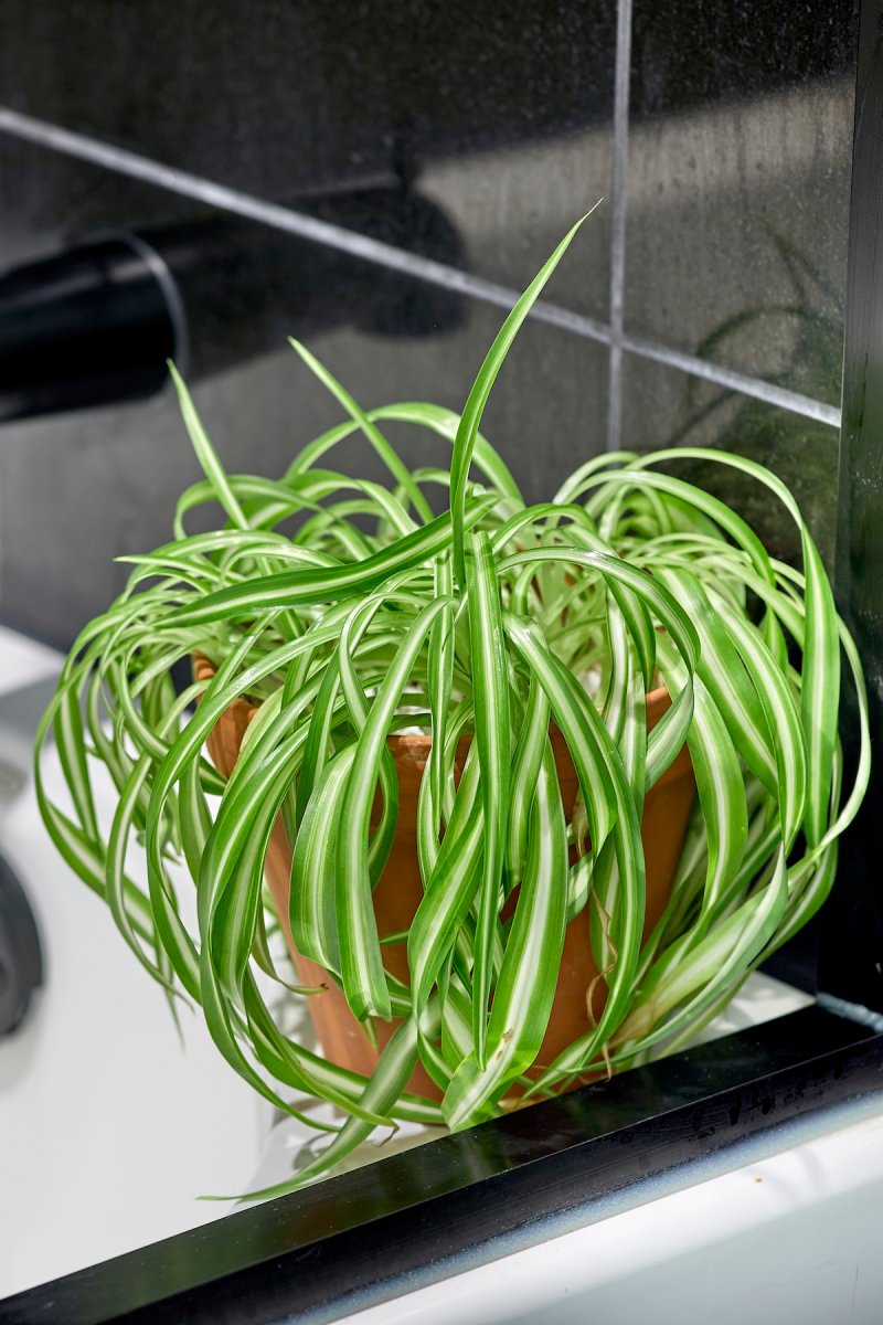 A spider plant sitting on the edge of a shower tub.