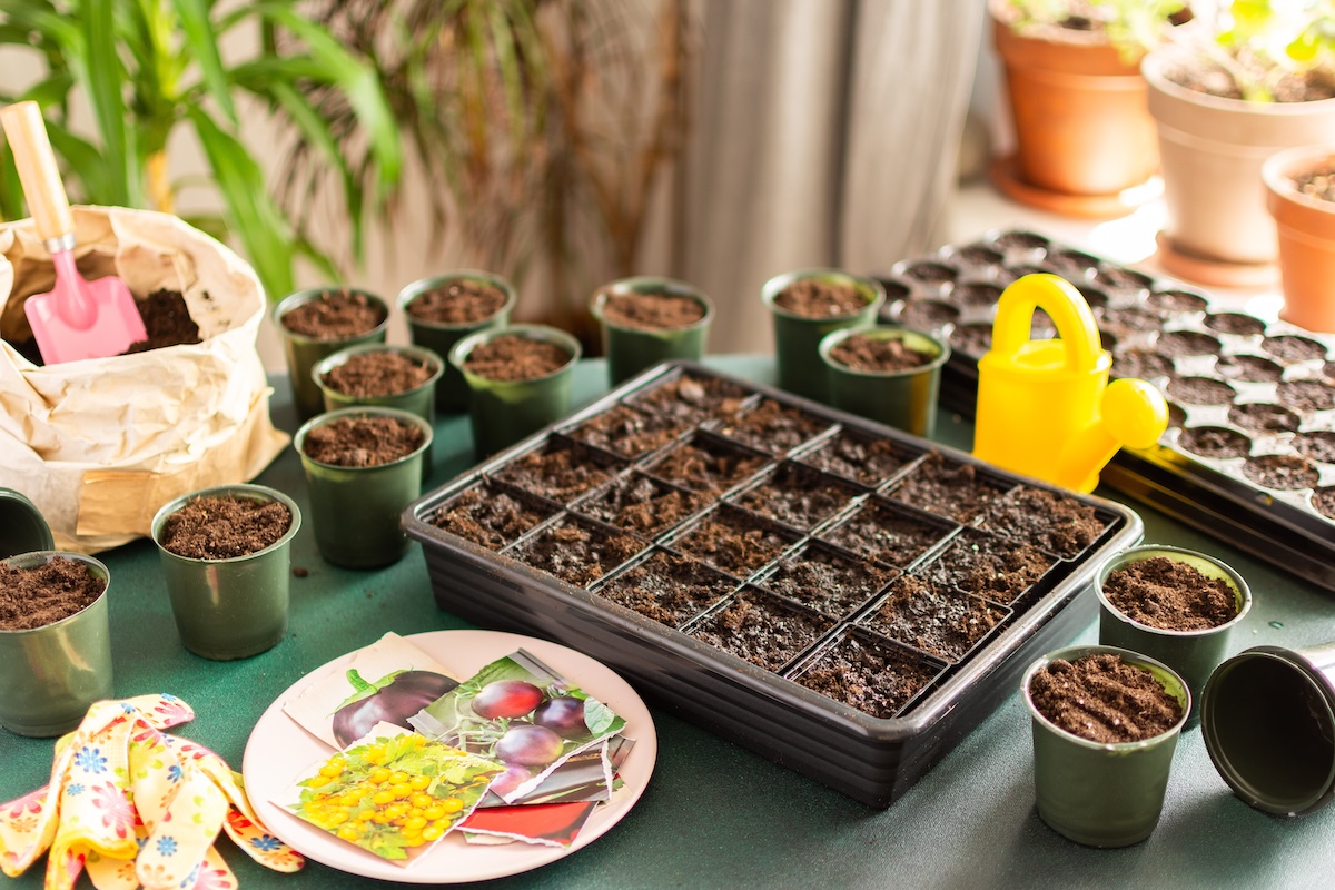 Seed starting trays filled with soil, plus some plates of seed packets and bags of soil, on a tabletop.