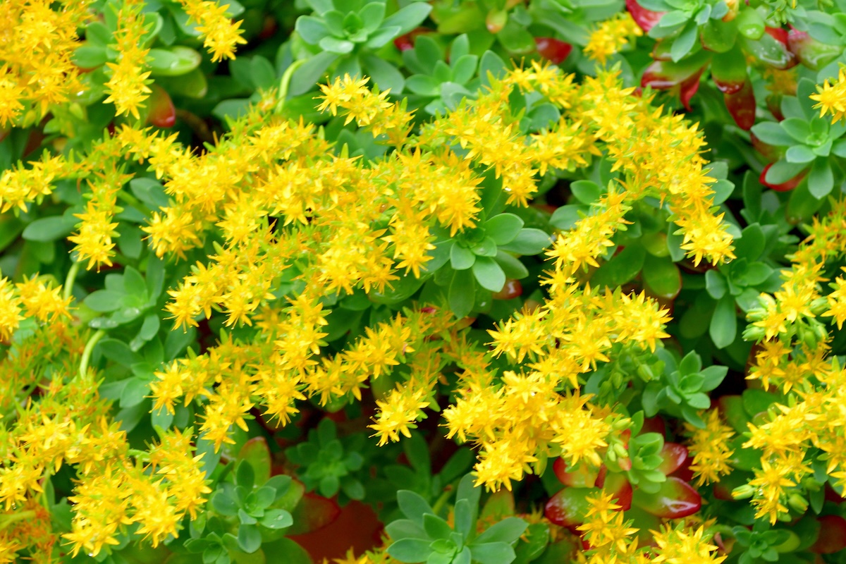 A bright yellow stonecrop plant.