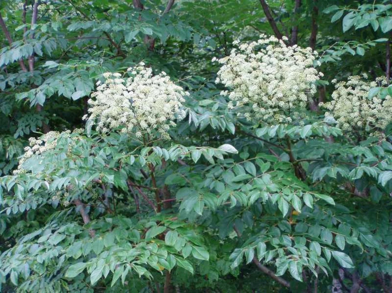 Etsy thorny plants Aralia spinosa with white flowers