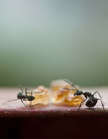 How To Get Rid of Sugar Ants