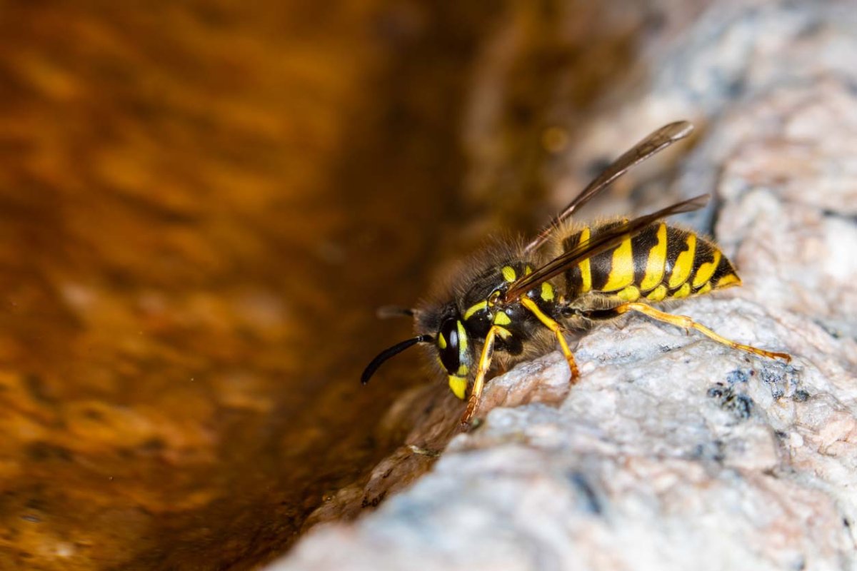 A close-up of a yellow jacket.