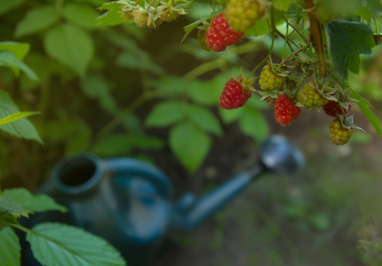 Closeup of raspberry bush and a watering can in a home garden