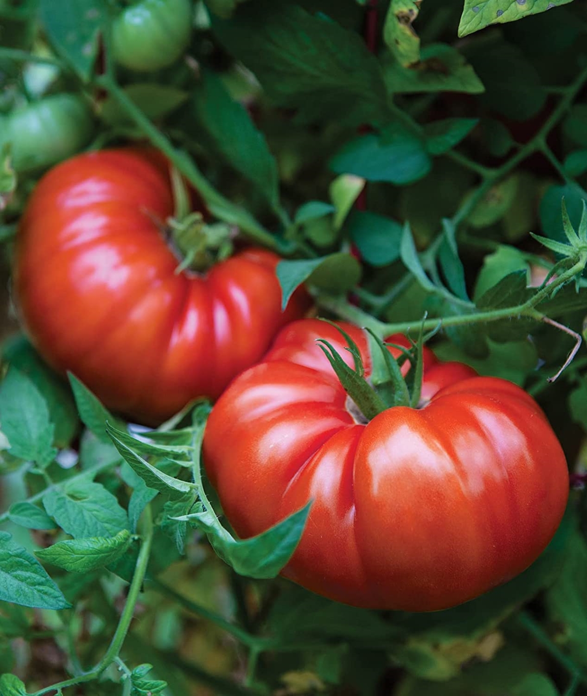 types of tomatoes - two large red tomatoes on vine