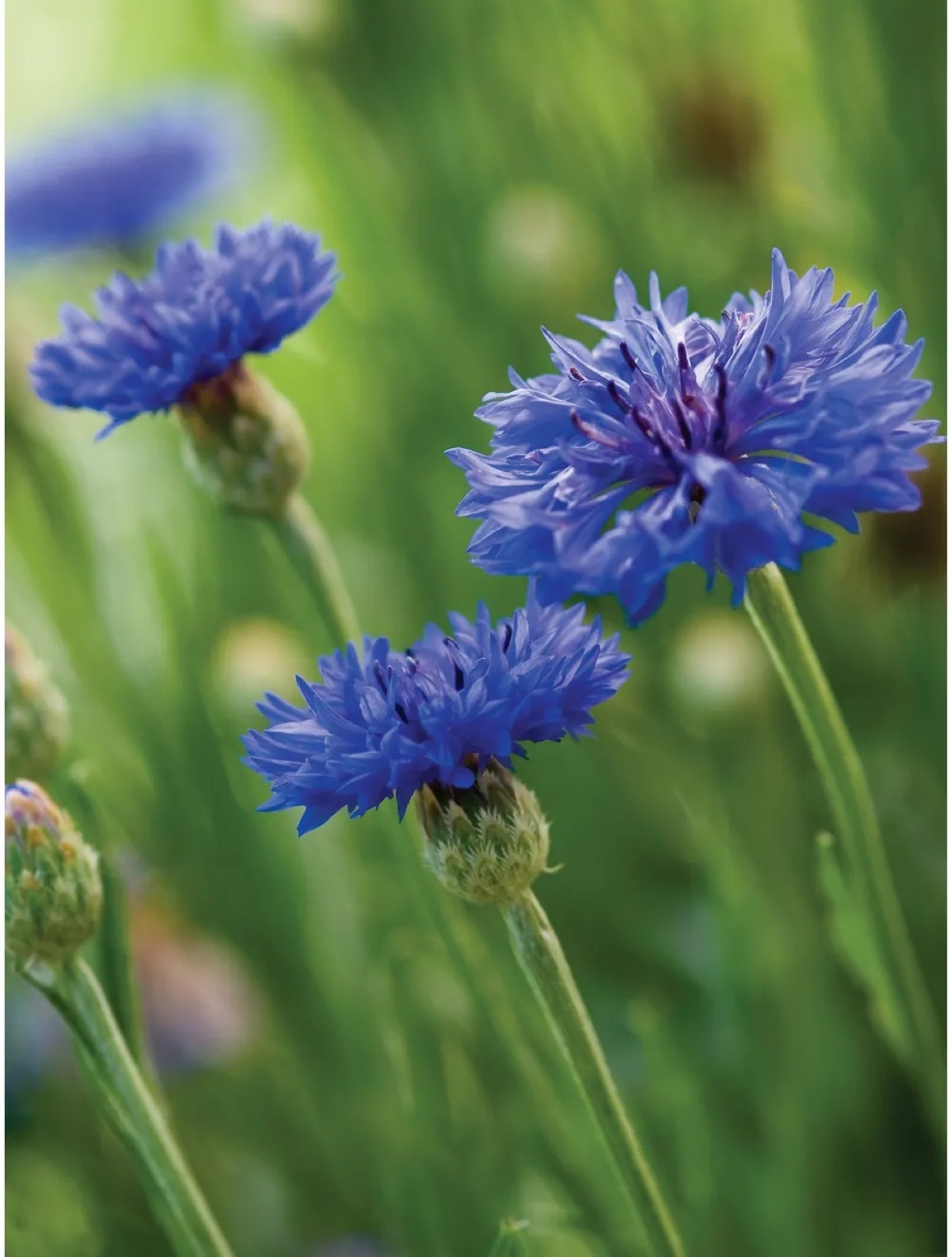best flowers for starting from seed - blue bachelors button flowers