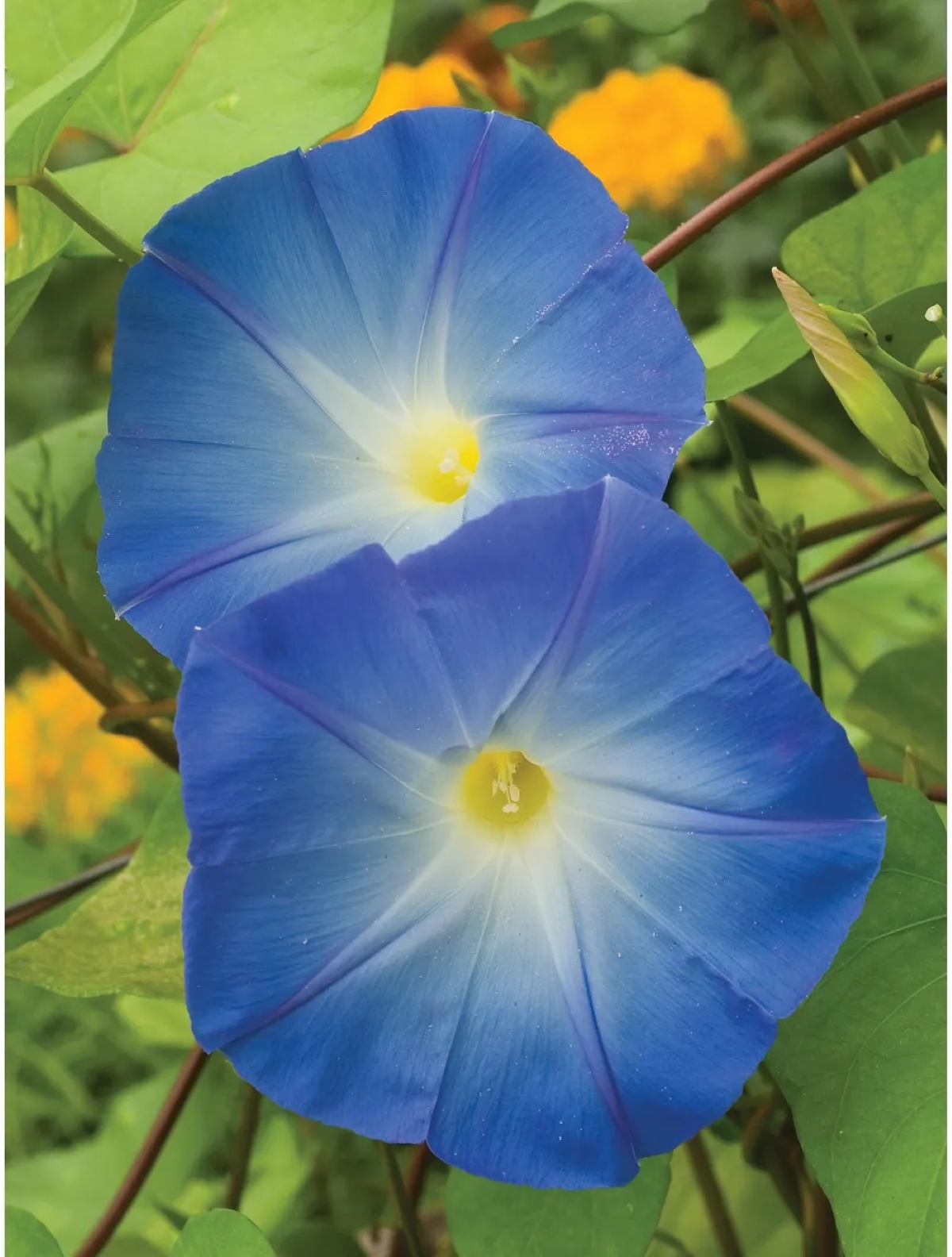 best flowers for starting from seed - blue morning glory blooms