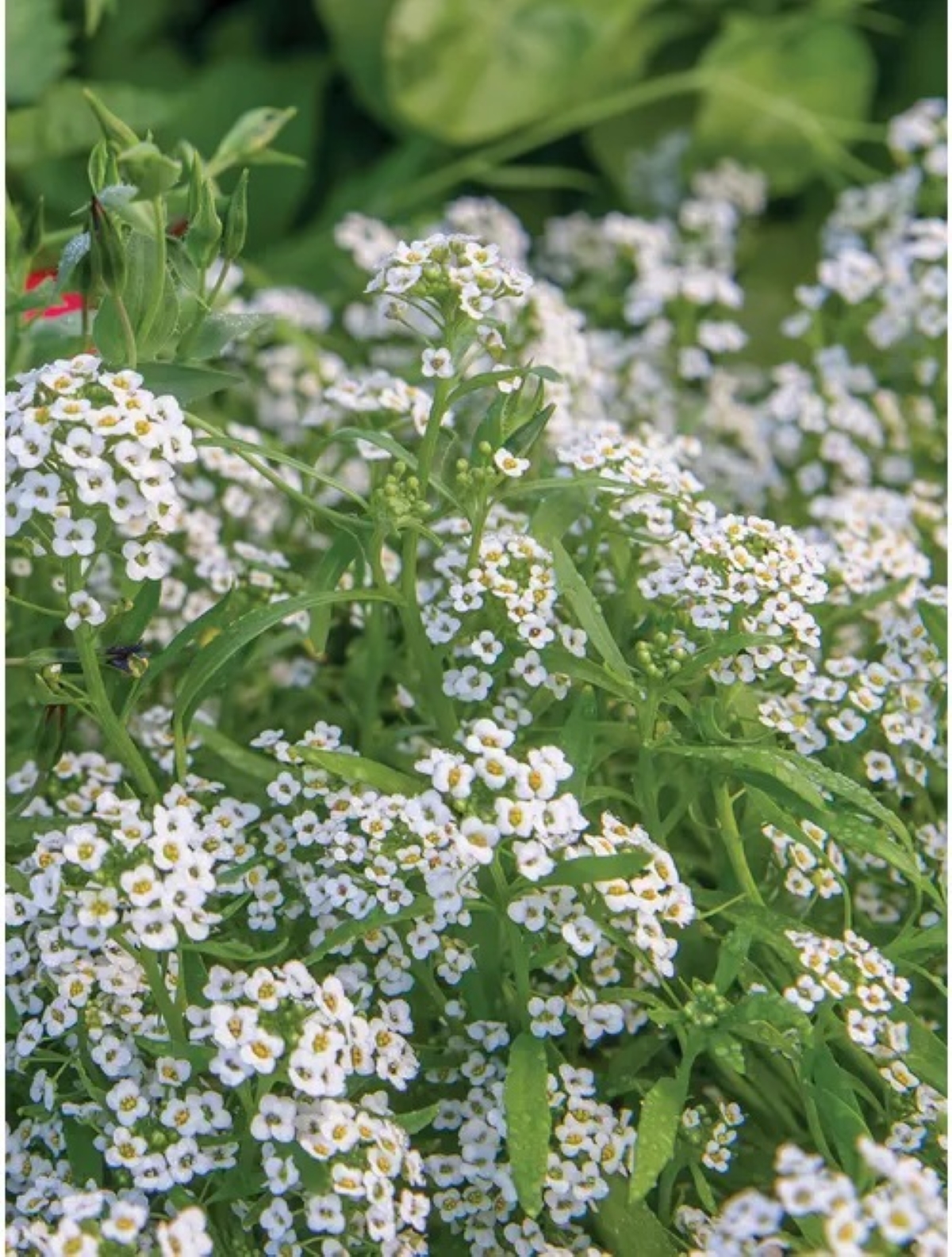 best flowers for starting from seed - cluster of small white flowers