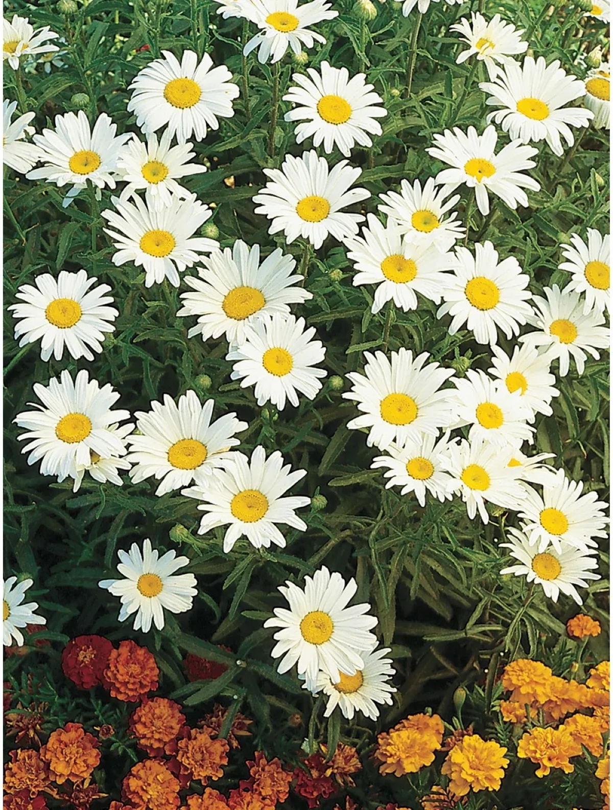 best flowers for starting from seed - cluster of white daisy flowers