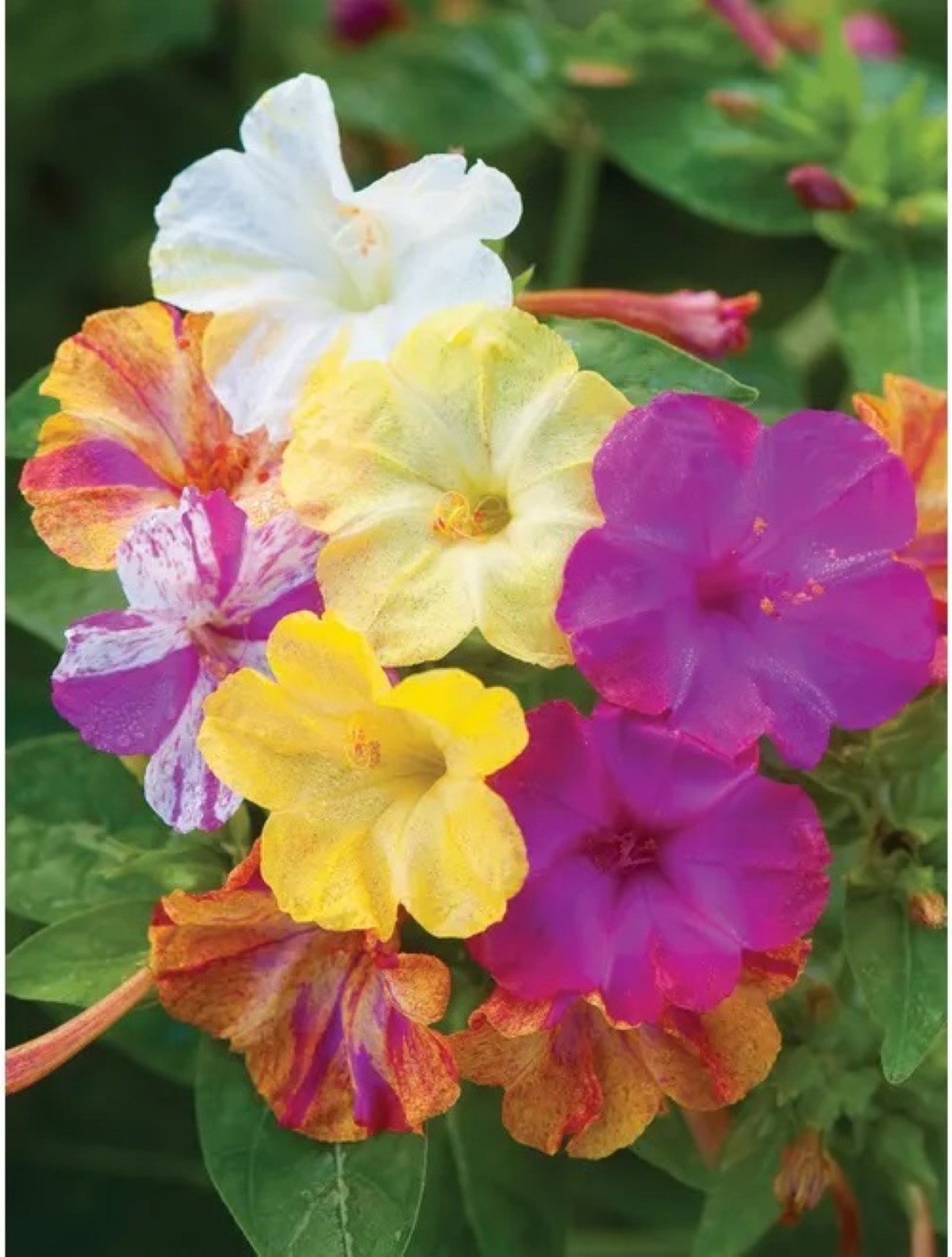 best flowers for starting from seed - colorful four oclock flowers