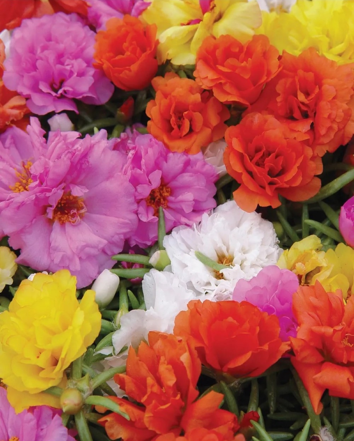 best flowers for starting from seed - colorful moss rose blooms