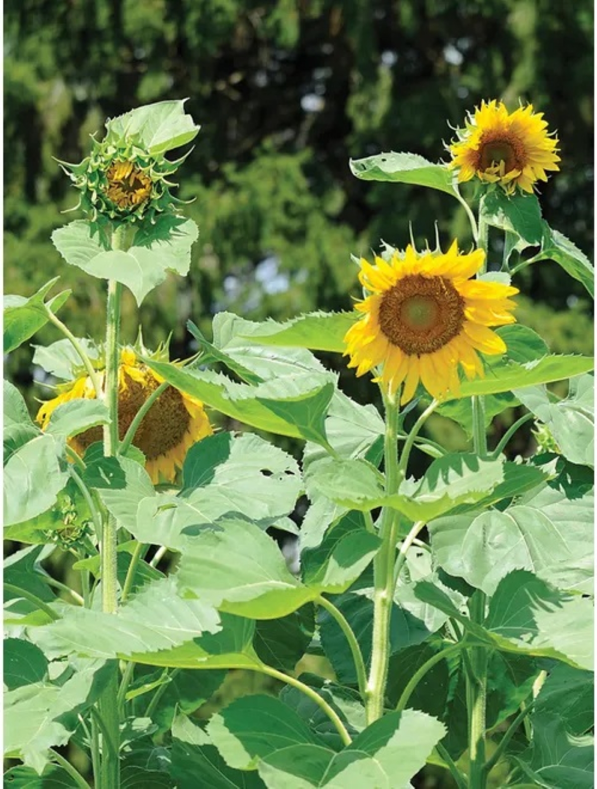 best flowers for starting from seed - front view of multiple sunflowers