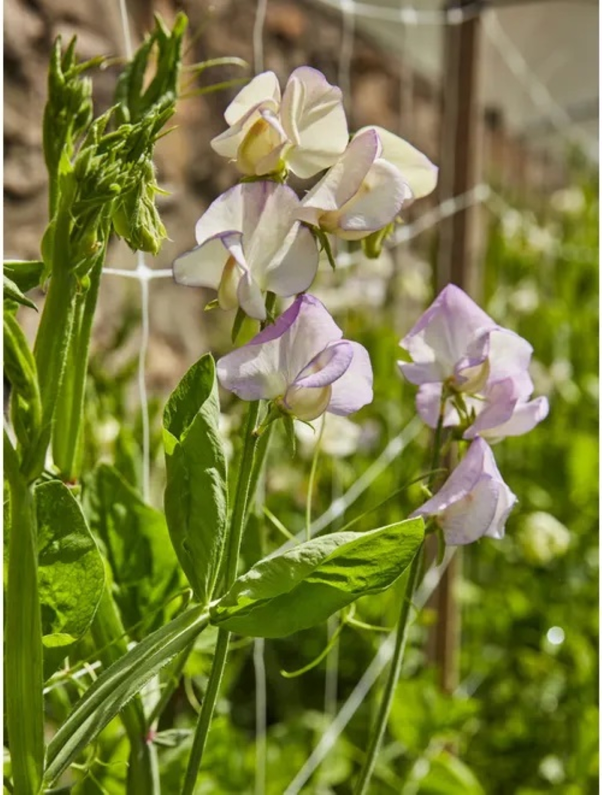 best flowers for starting from seed - light purple sweet pea flowers