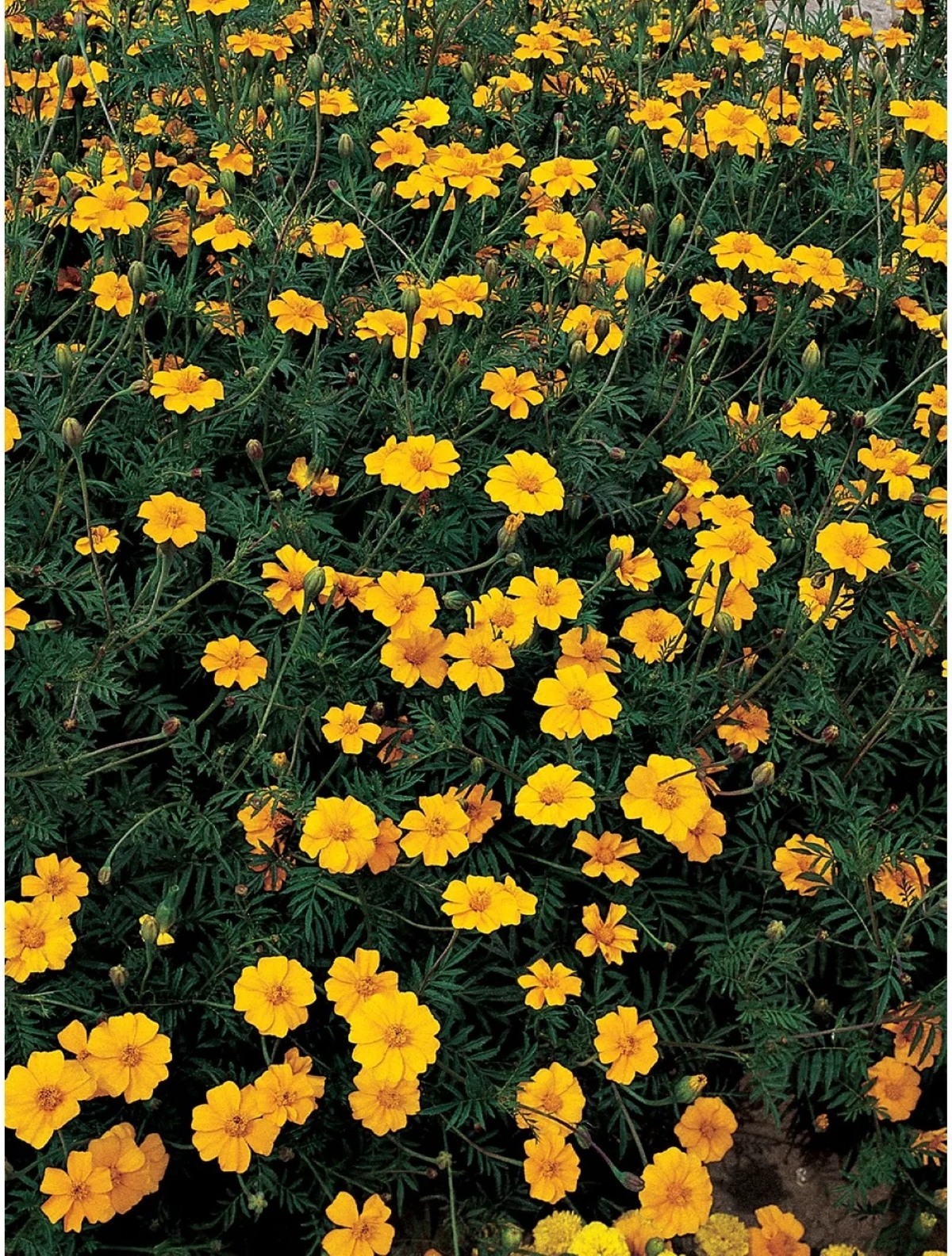 best flowers for starting from seed - many orange french marigolds