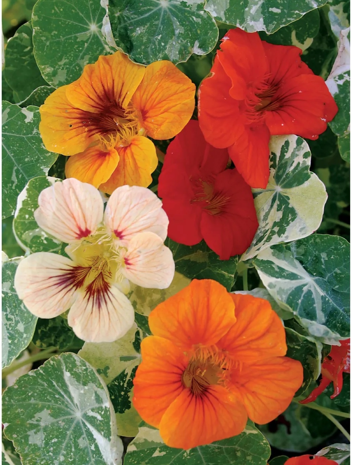 best flowers for starting from seed - multi-colored nasturtium flowers