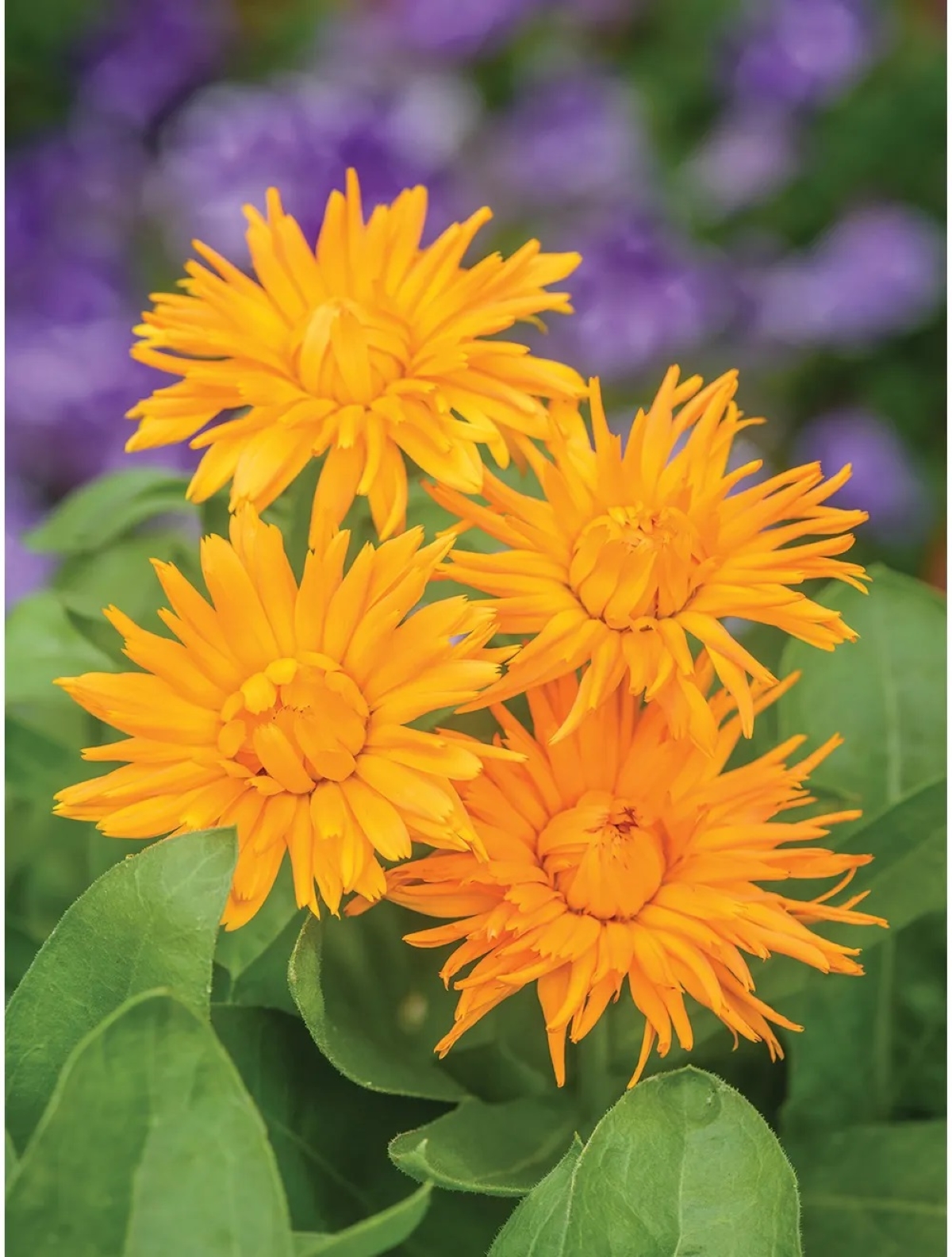 best flowers for starting from seed - orange calendula blooms