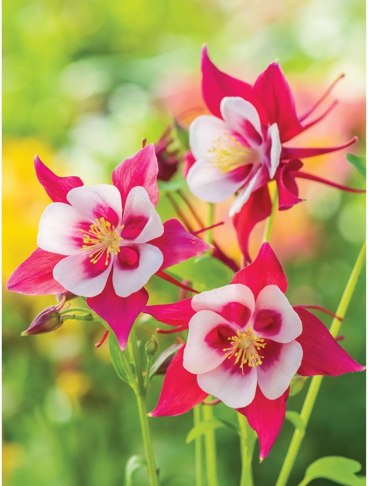 best flowers for starting from seed - red and white columbine flowers