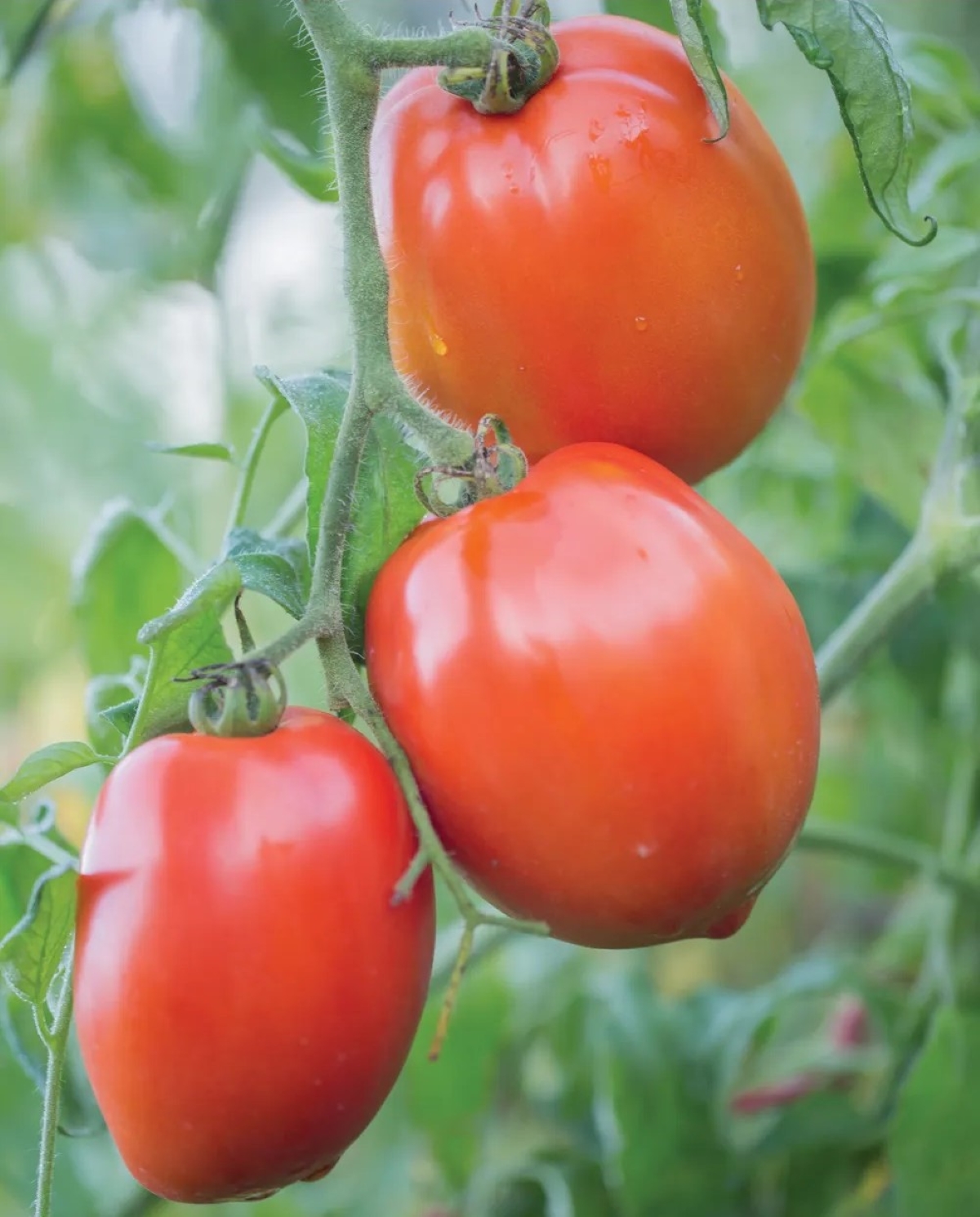 types of tomatoes - three red plum tomatoes