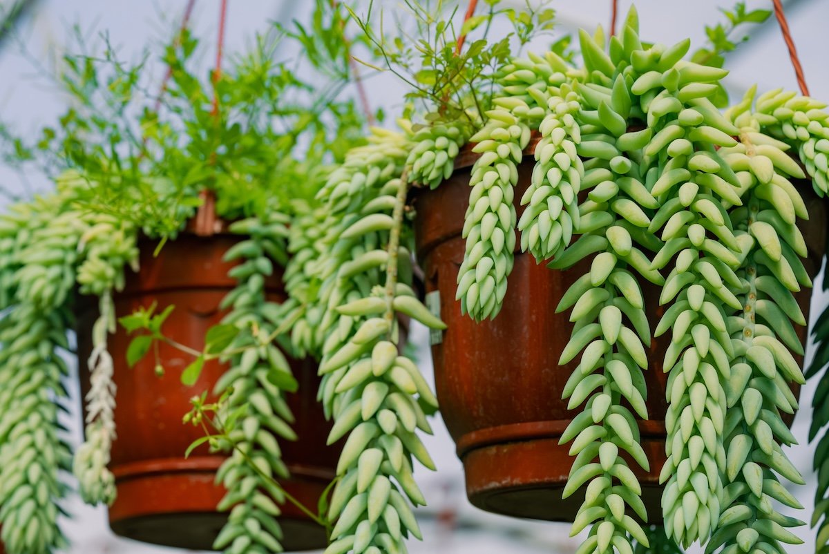 Burro's tail succulents (sedum morganianum) growing in several hanging terracotta pots.