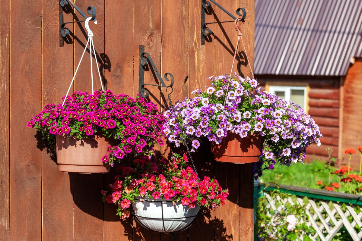 Brightly colored calibrachoa in three hanging baskets on a terrace.
