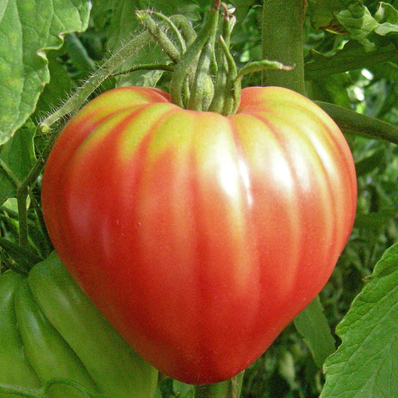 types of tomatoes - pink oxheart