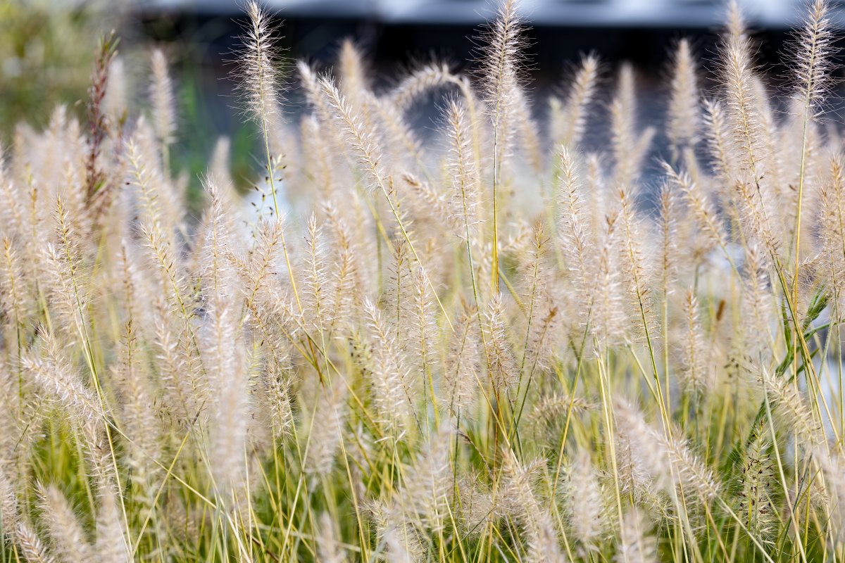 Fountain grass closeup photo.