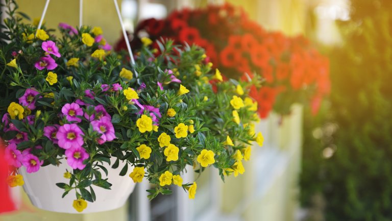 Baskets of hanging petunia flowers on balcony.