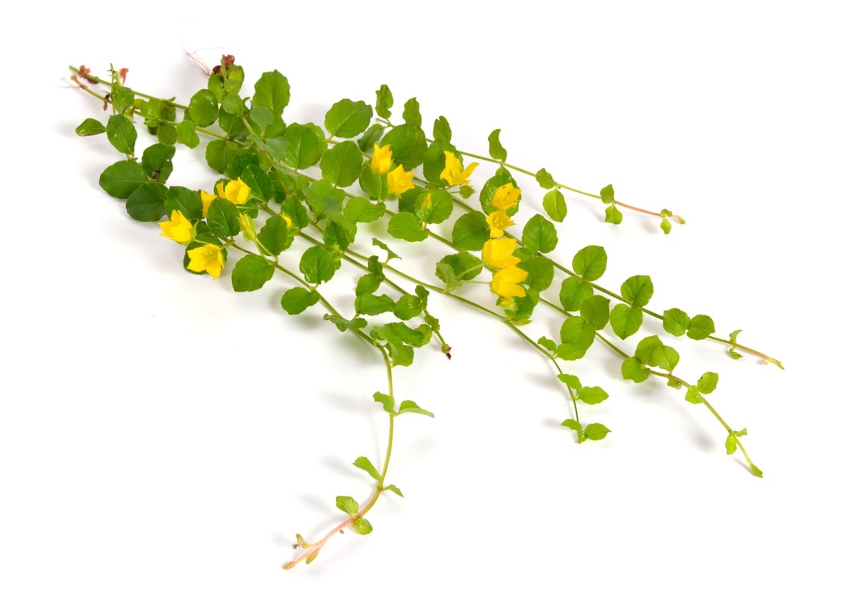 creeping jenny care - snipped pieces of plant vine
