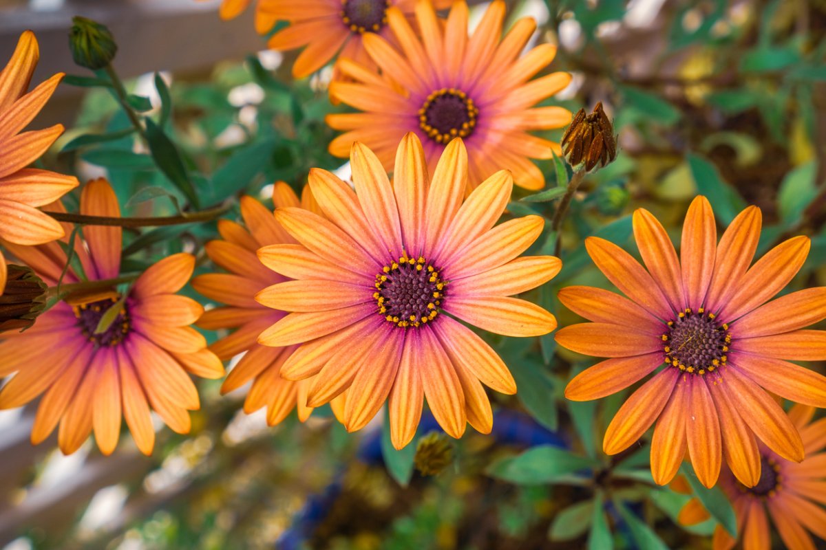 Orange Osteospermum flowers, close up view.