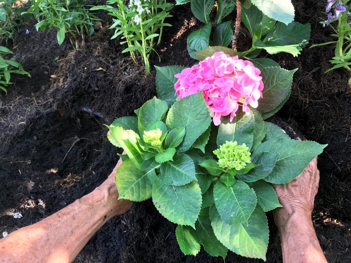 hydrangea care - hands planting pink hydrangea plant