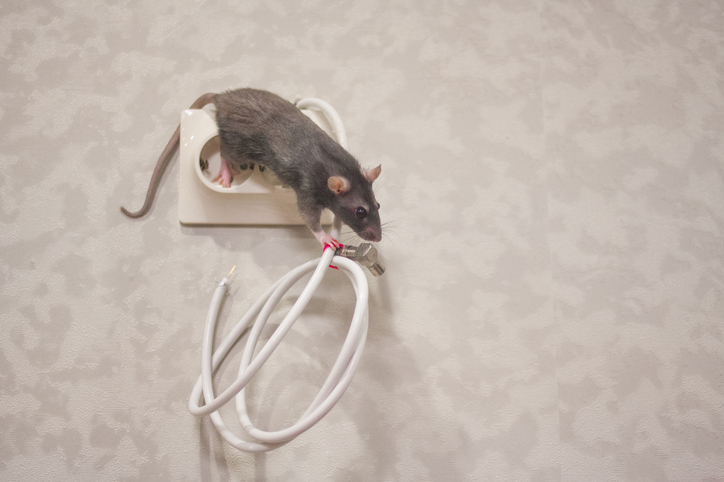 rats-destroying-home-rat-on-cable-wire