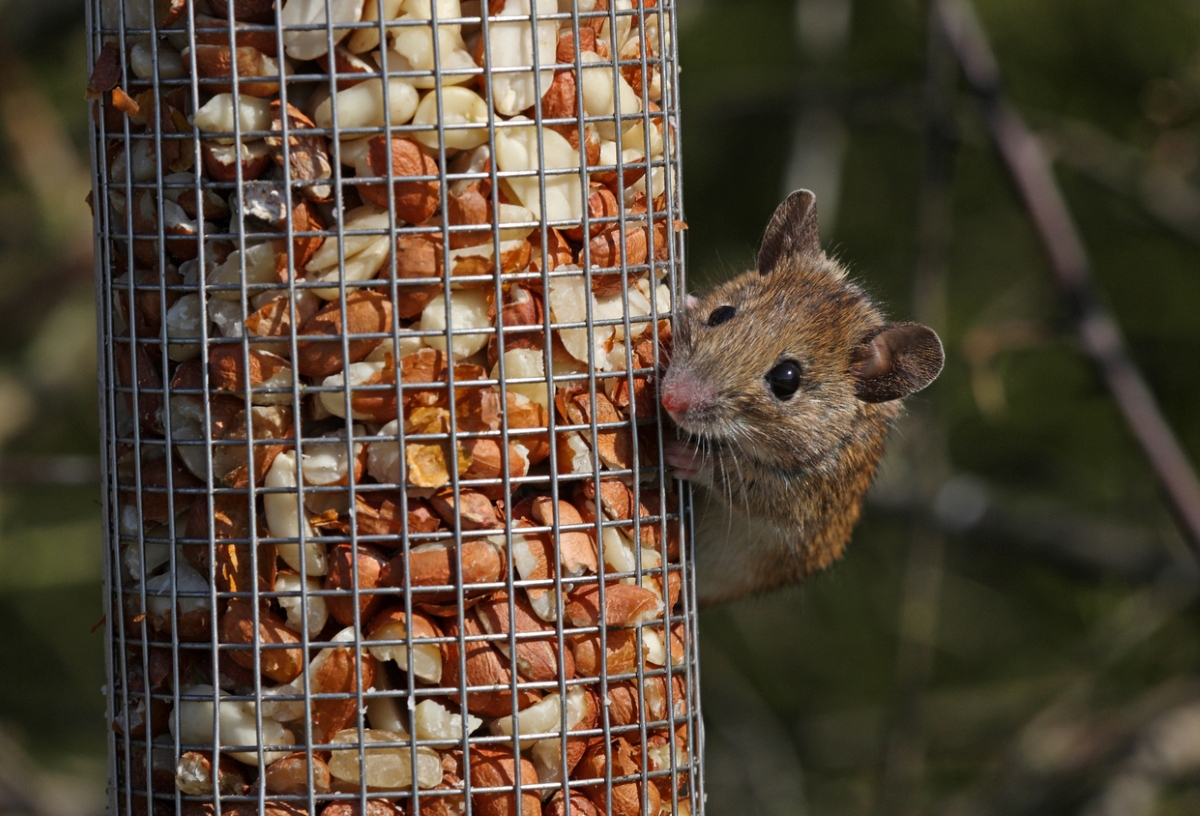 ways rats are destroying your home - mouse eating from bird feeder
