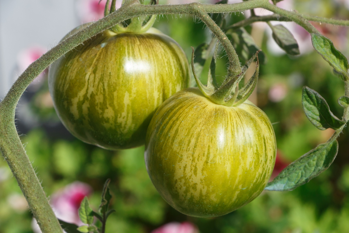 types of tomatoes - green zebra tomatoes