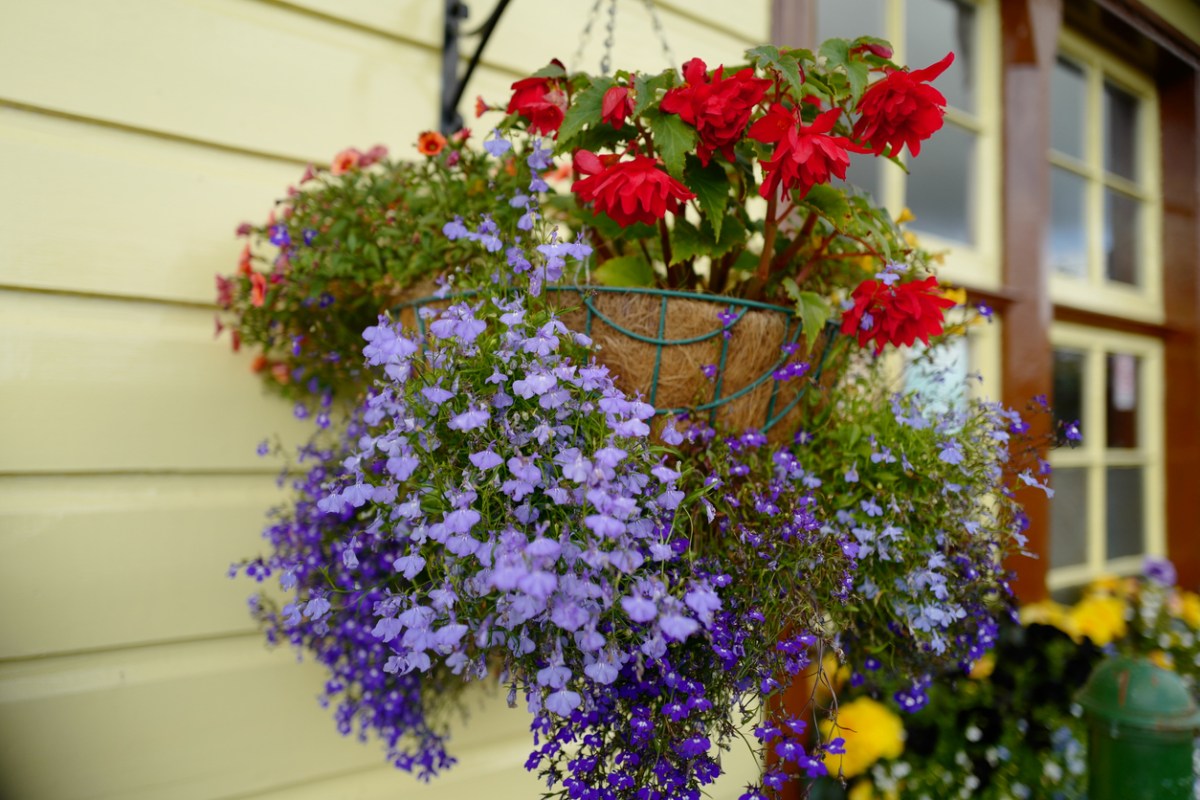 iStock-1189208321 plans for hanging baskets colorful flowers in hanging pot